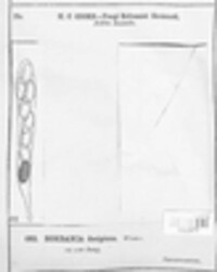 Rhypophila decipiens image